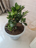 意轩 【带花苞】阳台室内盆栽花卉栀子花树苗大叶绿植四季开花枝子花 2年苗【带花苞】 不含盆 实拍图