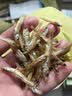 小鱼干干货湖南特产火焙鱼干农家自制干鱼仔淡水无盐人吃的下饭菜 精选小公鱼干250g【无盐不苦】 实拍图