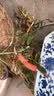 腾云枫 正宗原产地雁荡山铁皮石斛苗三年大苗铁皮石斛盆栽绿植可食用 铁皮石斛木植25株以上（种好发货） 实拍图