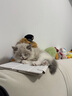 华元宠具（hoopet）猫包大容量宠物便捷外出便携透气双肩手提布偶狗背包幼犬外出包 实拍图