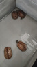 正宗金龟招财金钱大龟观赏黄金龟宠物小乌龟活物大乌龟深水吃菜龟 5—6cm  南石金钱乌龟 情侣一对 实拍图