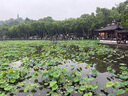 俏侬 牛油蛋挞皮1020g 51个装 儿童蛋挞空气炸锅烤箱烘焙食材 实拍图