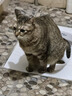 Orijen渴望猫粮 成猫幼猫干粮 六种鱼肉无谷全价通用进口5.4kg效期26/5 实拍图