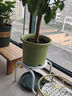爱丽思（IRIS）Deepot花盆加厚树脂控根圆口绿萝绣球蔷薇月季塑料花盆 5号浅绿色(口径约17cm)无盆托 实拍图
