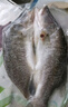 仙泉湖三去白蕉海鲈鱼 400g/条净膛冷冻刺少肉厚特产食材生鲜水产 实拍图
