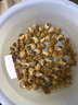 盛怡菲达【顺丰速发】花螺新鲜冷冻东风螺小香螺整箱商用批发海鲜水产 花螺 1000g 实拍图