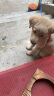 麦德氏IN高钙低敏配方羊奶粉300g宠物羊奶粉狗狗猫咪幼犬幼猫羊奶粉 实拍图