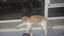 狮子医生绿茶豆腐猫砂宠物清洁除味不沾底低尘速团植物猫砂可冲厕所 2.4kg 实拍图