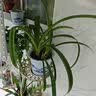 moody美瞳日抛硅水凝胶Live系列彩色隐形眼镜10片装乌木棕475度 实拍图