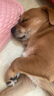 冠能普瑞纳狗粮专业配方活力营养全价犬粮 成犬粮15kg 实拍图