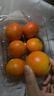 【产地直采】金秋砂糖橘450g 实拍图