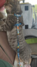 小佩宠物猫牵引绳  猫绳胸背带背心式防挣脱猫咪专用 遛猫绳子链子 灰岩蓝 实拍图