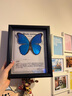大蓝闪蝶标本【真蝴蝶标本】稀有进口天堂凤蝶摆件 大蓝闪蝶 10寸框 实拍图