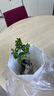 开时果 栀子花盆栽浓香型四季开花卉 阳台花卉好养绿植物源头直发包邮 加仑盆【90杯#栀子花】 实拍图