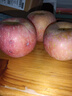 正宗山东烟台红富士苹果新鲜水果当季栖霞脆甜冰糖心红富士苹果 带箱1斤 实拍图