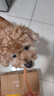 耐威克  柔软鸡肉条狗零食成犬幼犬泰迪金毛宠物训狗奖励磨牙棒400g 实拍图