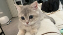憨憨乐园304不锈钢猫砂铲铲屎铲猫铲屎铲子猫屎铲屎神器猫砂铲子二合一CT 实拍图