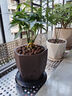 紫砂素盆雕刻大花盆多肉圆形六方阳台盆栽盆景肉肉菖蒲绿植带底座 SA-216大+托盘 实拍图