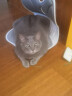 网易严选全价猫粮 宠物主粮幼猫成猫全价粮猫咪食品 深海鱼虾口味50g*2 实拍图