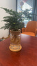 开时果 水培植物办公室内桌面盆栽 水养绿萝水生花植物绿植源头直发包邮 热销款：文竹（玻璃瓶+竹托） （加赠 营养液） 实拍图