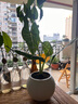 绿天鹅绒海芋盆栽白犀牛天鹅绒绿植竹芋室内客厅阳台观叶网红植物 【桌面优选】大叶40-50cm-基地原盆 实拍图