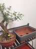 紫砂花盆长方形紫砂花盆室内花卉植物盆栽陶瓷花盆文竹梅花菖蒲盆景盆促销 蓝色长方（小号）加托盘 大  紫砂 实拍图