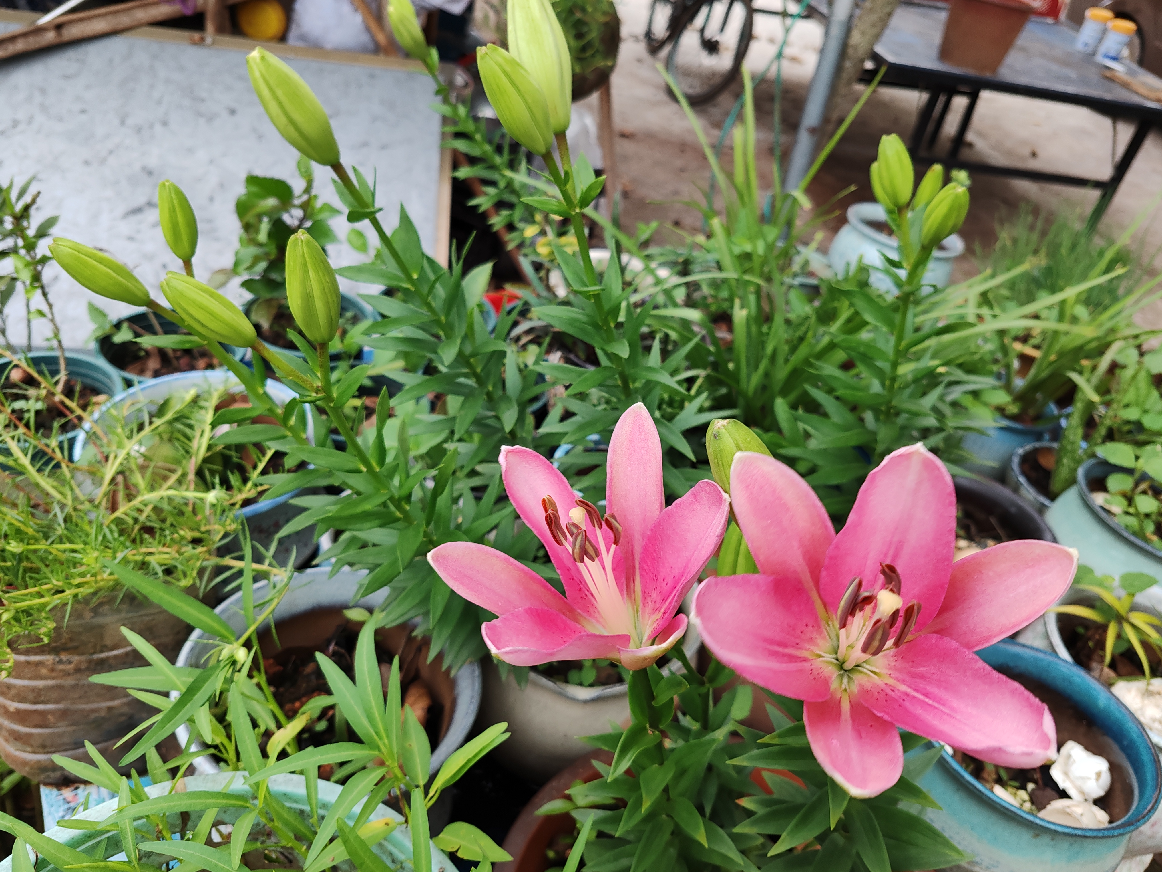鑫意香水百合种球盆栽四季开花花卉种子种球百合花种球易养护花卉绿植 混色香水百合种球10个+肥料一包 实拍图