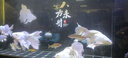 惠豪 显示器17-32英寸高清HDMI办公家用游戏电竞屏台式电脑监控液晶屏幕可壁挂 19英寸显示器+电视两用 实拍图