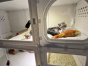蔻丝透明猫笼子带厕所一体适合大猫家用猫别墅超大自由空间双层猫柜 实拍图