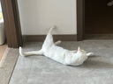 妙宠爱 猫体内外同驱虫滴剂 2.5-5kg 1支装  效期至26年1月 实拍图