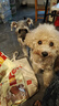 麦富迪（Myfoodie） 狗狗零食 鸡肉卷夹心牛皮180g成幼犬磨牙棒训练奖励宠物零食 实拍图