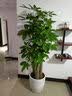 芙洛拉花园【2小时达】发财树绿萝金钱树散尾葵天堂鸟大型绿植室内开业乔迁 八方来财-鸭掌木 实拍图