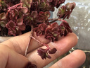 多肉组合盆栽阳台盆栽喜阳植物新手福利按图发货品种花卉好养 小球玫瑰老桩 30-35头白陶瓷栽好 晒单实拍图