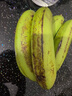 精品云南香蕉高山香蕉现摘新鲜水果甜生青香蕉banana自然熟绿皮 精品高山蕉 2斤 实拍图