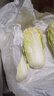 云南高原娃娃菜新鲜蔬菜生鲜乾隆白菜早餐火锅必备产地直发 浅黄色 新鲜娃娃菜3颗装*2包 实拍图