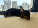 皇家狗粮 贵宾幼犬狗粮 犬粮 宠物小型犬 APD33 全价犬粮 2-10月 3KG 实拍图