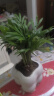 佰花锦办公桌面绿植盆栽发财树室内客厅奶油风网红盆景精致美观四季好养 袖珍椰子+PVC白泡泡盆 整体高度约15-25cm 实拍图