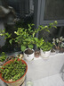 芷郁沥水托盘花盆底盘盆托底盘托底垫花盆底座多肉绿植透气 小号5个 实拍图