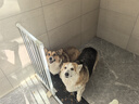 皇家皇家狗粮 成犬狗粮 犬粮 通用犬型 CC 通用粮 ≥12月 8KG 实拍图