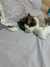 憨憨乐园猫抓板猫窝一体耐磨不屑猫爪窝立式双层瓦楞纸猫窝四季通用窝沙发 实拍图