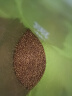 福茗源茶叶养生茶 黑苦荞茶500g 大凉山全胚芽全颗粒荞麦茶苦荞茶袋装 实拍图