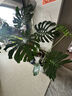 大号特大号高筒陶瓷花盆发财树天堂鸟大口径30以上绿植大花盆 金腰线高腰款(特大号) 实拍图