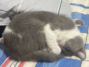 网易严选全价冻干双拼猫粮幼猫成猫天然无谷猫粮1.8kg 实拍图