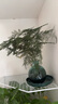 佰花锦水培植物室内花卉绿植盆栽办公室四季常青好养活桌面盆景懒人首选 水培小玻璃瓶+文竹+圆形底座 整体高度约10-20cm/不同植物高度不同 实拍图