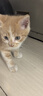 派乐特 猫奶瓶幼猫小奶猫新生宠物犬小狗狗喂奶器小猫奶嘴猫咪用品 60ml 实拍图