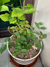 开时果 茉莉花盆栽浓香型 桌面绿植物阳台花卉树苗盆景摆件源头直发包邮 精品茉莉花5-10株【加仑盆】 晒单实拍图