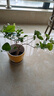 【净化空气】茉莉花盆栽浓香型土培室内水培驱蚊四季好养绿植花卉 新手养：清香淡雅【4颗茉莉】15天开花 四季开花【驱蚊浓香A级茉莉花】 实拍图
