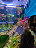 汉洋鱼缸刮藻刀水族箱除藻器 底砂整理平沙铲草缸工具基础款32cm 实拍图