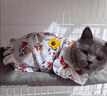 阿莫尔猫咪衣服夏季薄款网纱飞袖裙可牵引金渐层布偶幼猫宠物狗狗防掉毛 蘑菇飞袖裙 S(建议3-5斤具体参考胸围背长) 实拍图