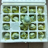 耕果妙流油咸鸭蛋20枚2斤减盐咸鸭蛋烤咸鸭蛋源头直发 包邮 实拍图